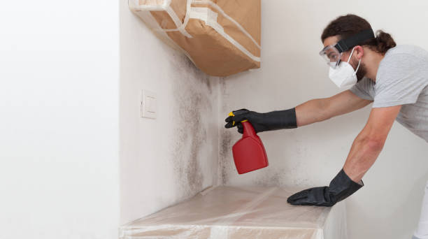Professional Black Mold Removal technician working in Grass Lake, MI