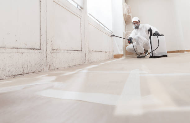 24/7 Emergency Black Mold Removal experts in Grass Lake, MI