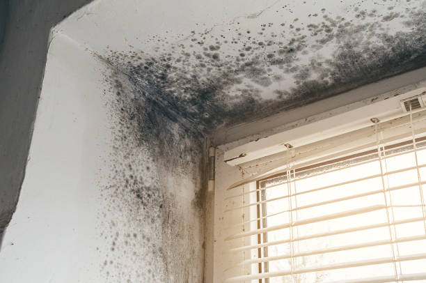 Trusted Basement Mold Remediation service in Grass Lake, MI - Cheap Mold Removal