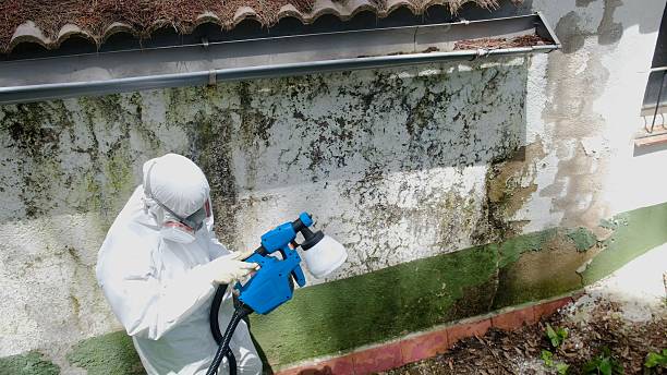 Trusted Black Mold Removal service in Grass Lake, MI - Cheap Mold Removal